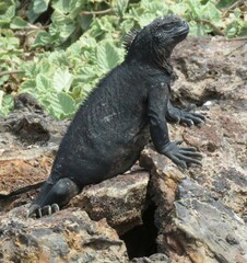 Amblyrhynchus cristatus