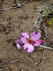 Alstroemeria magnifica