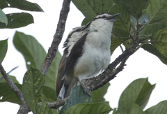 Campylorhynchus griseus