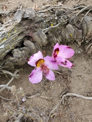 Alstroemeria magnifica