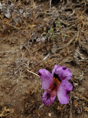 Alstroemeria magnifica