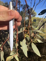 Eucalyptus dumosa