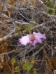 Alstroemeria magnifica