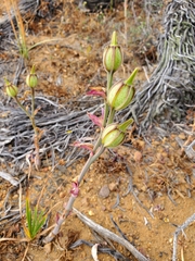Alstroemeria magnifica