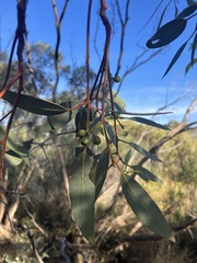 Eucalyptus dumosa