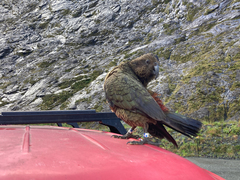 Nestor notabilis