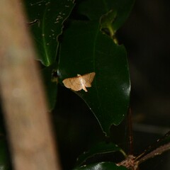 Hypolamprus ypsilon