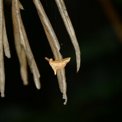 Hypolamprus ypsilon