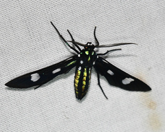Leucotmemis nexa