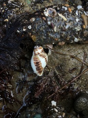 Acanthinucella