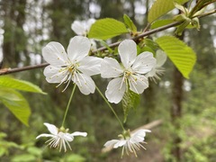 Prunus cerasus