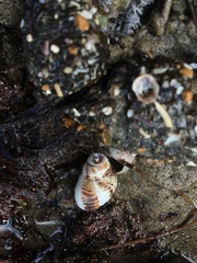 Acanthinucella