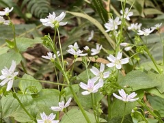 Claytonia sibirica