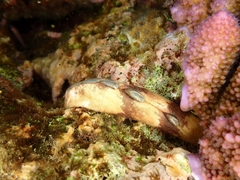 Cryptoplax larvaeformis