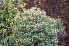 Metrosideros umbellata