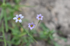 Sisyrinchium platense
