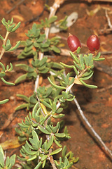 Nitraria billardierei