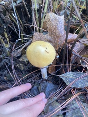 Stropharia ambigua