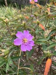 Melastoma