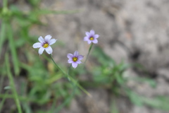 Sisyrinchium platense