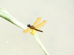 Perithemis tenera