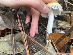 Stropharia ambigua