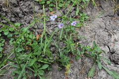 Sisyrinchium platense