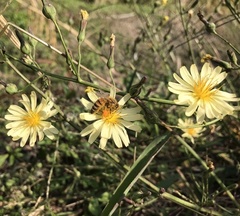 Lactuca indica