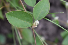 Alternanthera kurtzii