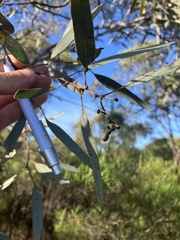 Eucalyptus intertexta