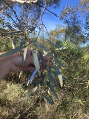 Eucalyptus intertexta