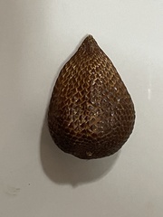 Artocarpus heterophyllus