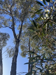Eucalyptus intertexta