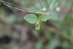 Alternanthera kurtzii
