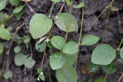 Alternanthera kurtzii