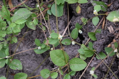 Alternanthera kurtzii