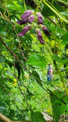 Mucuna pruriens