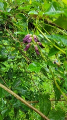 Mucuna pruriens