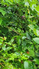 Mucuna pruriens
