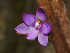 Thelymitra hatchii