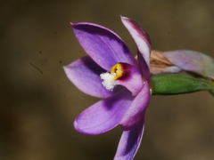 Thelymitra hatchii