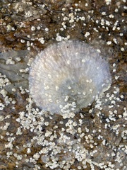 Pododesmus macrochisma