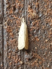 Diatraea lisetta