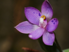 Thelymitra hatchii