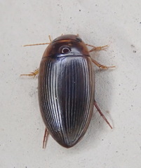 Copelatus glyphicus