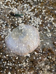 Pododesmus macrochisma