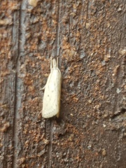 Diatraea lisetta
