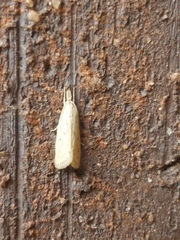 Diatraea lisetta