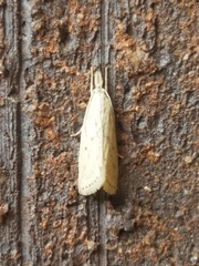 Diatraea lisetta