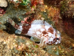 Tinkham's Scorpionfish photo 3